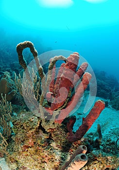 Tube sponges in coral reef photo