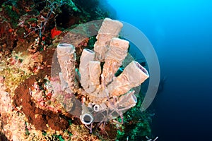 Tube sponges photo