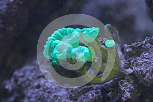 tube sponges on a tropical coral reef photo