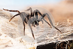 Tube Web Spider, Green-fanged tube web spider, Segestria florentina