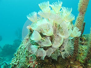 Tube worms photo