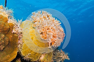 Tube worms photo