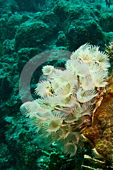 Tube worms photo