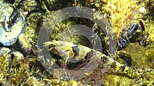 Tubenose goby Proterorhinus marmorayus in botton