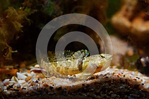 Tubenose goby, timid, active gobiidae, dwarf saltwater species spread fins, open mouth with barbels and show off