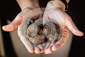 Tuber Aestivum Black truffles, Umbria, Italy photo