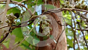 Tuber of Binahong, piahong Anredera cordifolia Heartleaf maderavine madevine