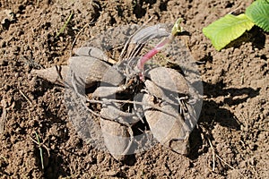 Tuber of Dahlia on the garden soil before planting