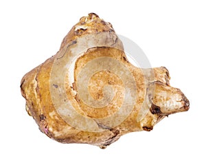 Tuber of jerusalem artichoke sunroot cutout