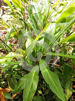 The tuber plant lempuyang is efficacious herbal