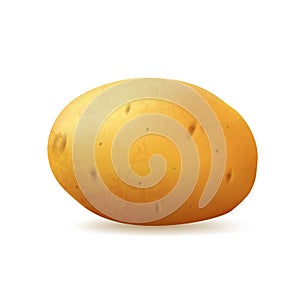 Tuber potato on a white background, vector