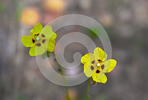 Tuberaria guttata Wild Yellow Flower