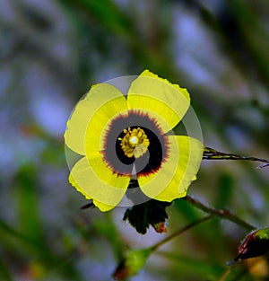 Tuberaria guttata yellow flower