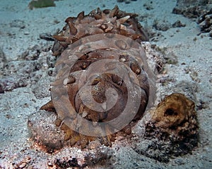 A Tubercle Sea Cucumber Stichopus monotuberculatus