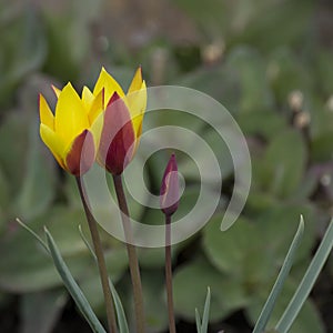 TubergenÃÂ´s Gem