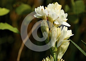 Tuberose