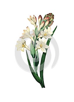 Tuberose Antique Flower Illustration