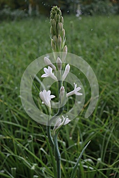 tuberose on farm for harvest