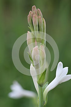 tuberose flower budding in nice blur background hd