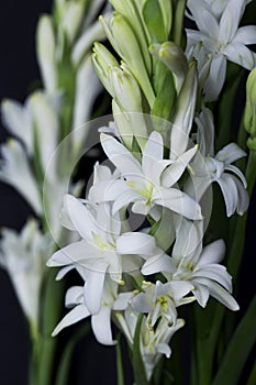 Tuberose Flower isolated on black background