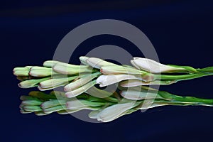 Tuberose on mirror