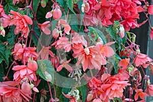 Tuberous basket begonia with pink double flowers