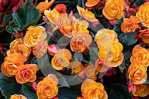 Tuberous Begonia blooming in a park in Norrkoping, Sweden