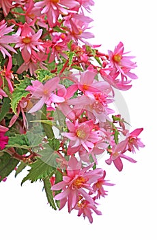 Tuberous begonia pendula pink