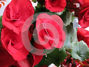 Tuberous begonias with red petals