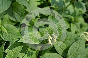 Tuberous comfrey