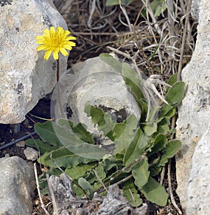 Tuberous Hawkbit