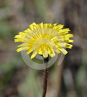 Tuberous Hawkbit