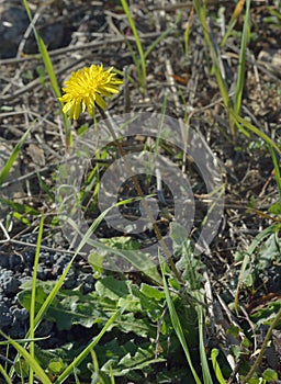Tuberous Hawkbit