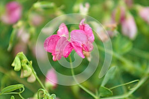 Tuberous pea in bloom closeup view with blurry background