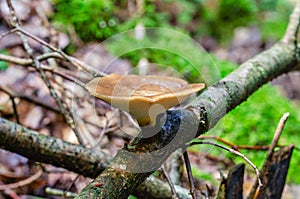 The Tuberous Polypore grow on branch of hazel