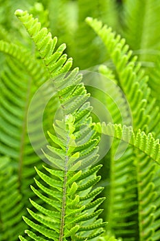 Tuberous sword fern