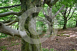 Tubers and branches on an old gnarled tree