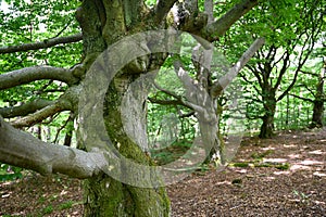 Tubers and branches on an old gnarled tree