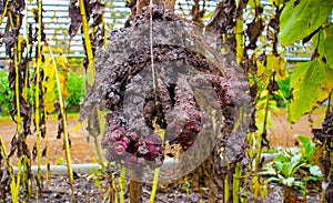 The tubers of Jerusalem artichoke are pulled from the ground.