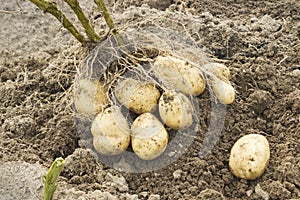 Tubers from one Bush in the potato