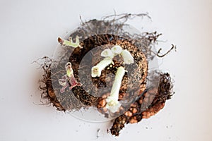 Tubers of plants with processes and roots.