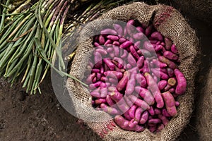 Tubers, potatoes, roots. Silvia Market, Cauca valley, Colombia