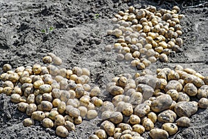 Tubers of yellow potatoes in the garden sorted after plowing out of the ground