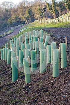 Tubes protecting the saplings
