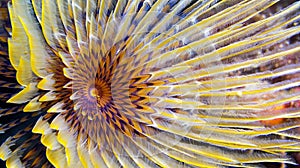 Tubeworm, Cabo Cope Puntas del Canegre Natural Park photo