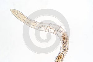 Tubifex worm under microscope view for education