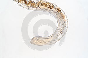 Tubifex worm under microscope view for education