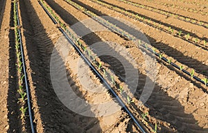 tubing for drip irrigation in the cultivated field and the small