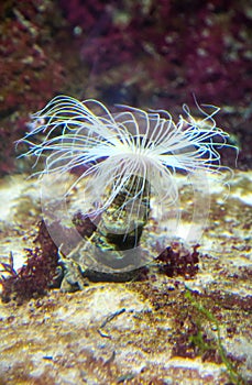 Tubular anemone or Cerianthus with white tentacles on the background of corals and algae of the seabed.