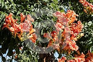 Tubular Flowers in the Trees